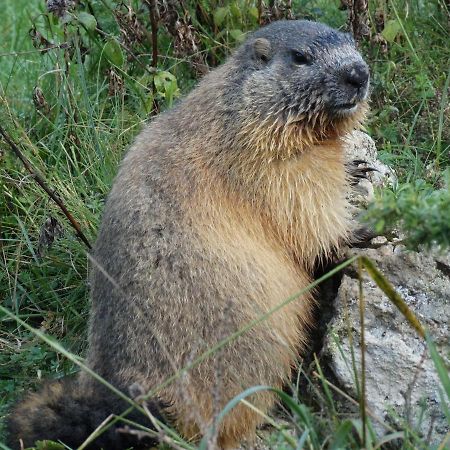 La P'Tite Marmotte Διαμέρισμα Gavarnie Εξωτερικό φωτογραφία