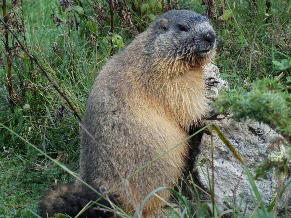 La P'Tite Marmotte Διαμέρισμα Gavarnie Εξωτερικό φωτογραφία